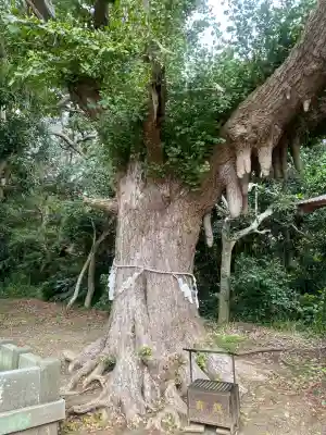 鎌数伊勢大神宮(千葉県)