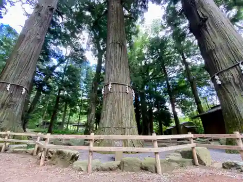 河口浅間神社の自然
