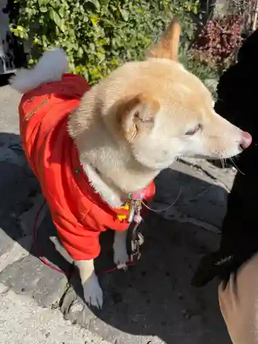 福島八幡宮の動物