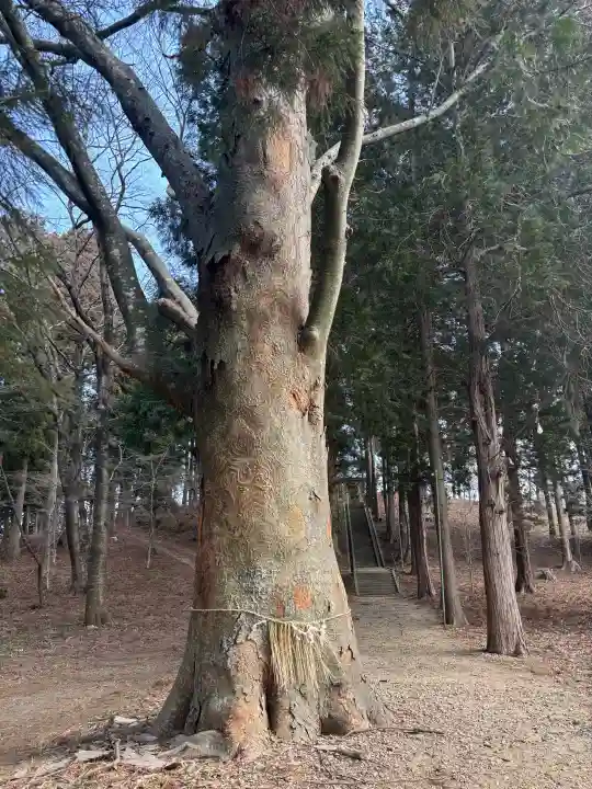 八幡神社の{uncategorized: "未分類", other: "その他", undefined: "問題あり", building: "その他建物", grave: "お墓", sacred_gate: "鳥居", guardian: "狛犬", statue: "像", buddha: "仏像", history: "歴史", nature: "自然", garden: "庭園", animal: "動物", pagoda: "塔", temizu: "手水舎", mountain_gate: "山門・神門", sanctuary: "本殿・本堂", subordinate: "末社・摂社", art: "芸術", scenery: "景色", jizo: "地蔵", ema: "絵馬", goshuin: "御朱印", omikuji: "おみくじ", items: "授与品その他", amulet: "お守り", goshuincho: "御朱印帳", eats: "食事", festival: "お祭り", votive_dance: "神楽", shichigosan: "七五三参", wedding: "結婚式", experience: "体験その他", initially: "初詣", around: "周辺", anti_infection: "感染症対策"}
