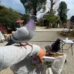 今市報徳二宮神社の動物