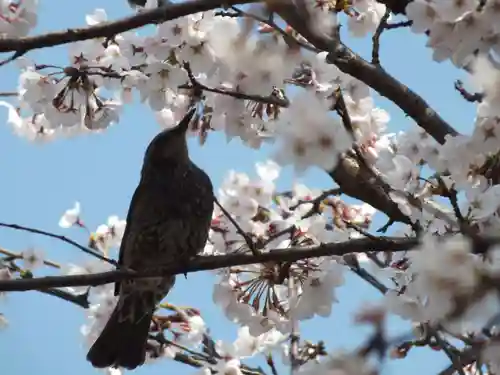 菌神社(滋賀県)