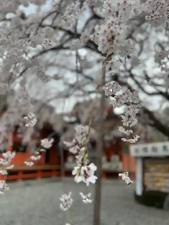 富士山本宮浅間大社の自然