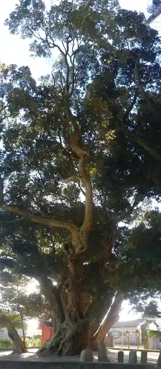 道路衢神の自然