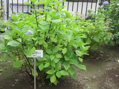 願成寺(神奈川県)