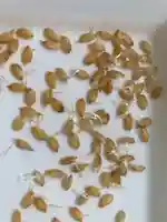 總社 和田八幡宮(福井県)