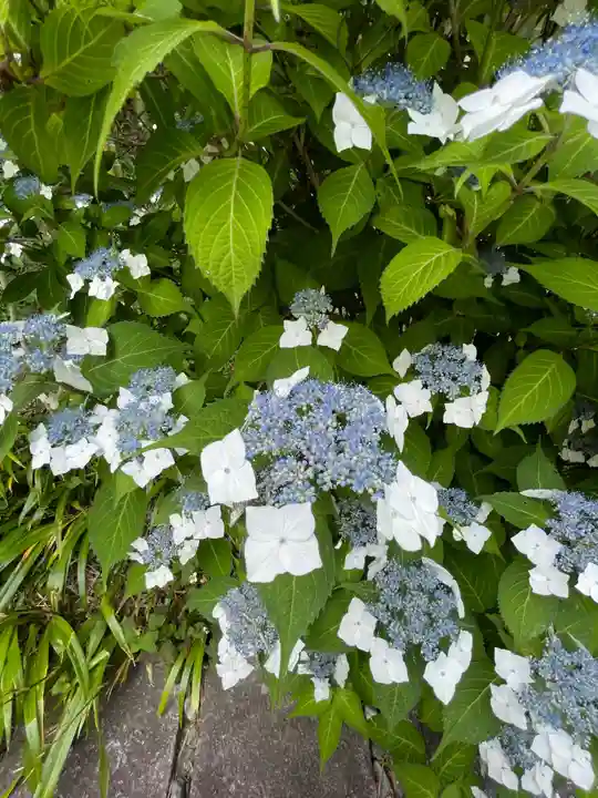 長壽寺(長寿寺)(神奈川県)