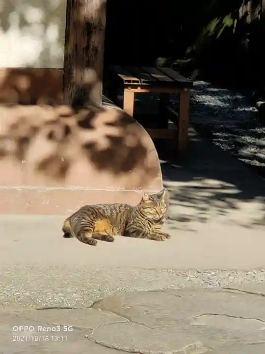 小野照崎神社の動物