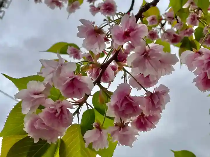湯島御霊社の自然