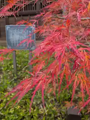 妙法寺(東京都)