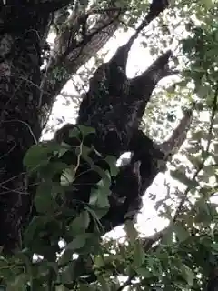 飛木稲荷神社の自然