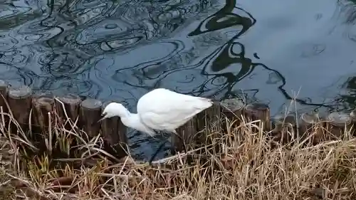 福禄寿尊堂（向島百花園）の動物