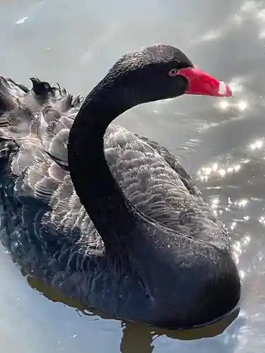 常磐神社の動物