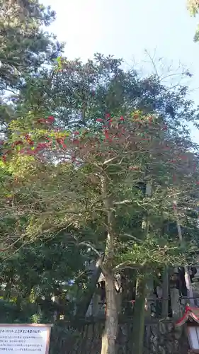 川尻八幡宮の自然