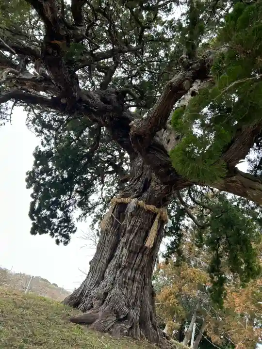木幡神社の{uncategorized: "未分類", other: "その他", undefined: "問題あり", building: "その他建物", grave: "お墓", sacred_gate: "鳥居", guardian: "狛犬", statue: "像", buddha: "仏像", history: "歴史", nature: "自然", garden: "庭園", animal: "動物", pagoda: "塔", temizu: "手水舎", mountain_gate: "山門・神門", sanctuary: "本殿・本堂", subordinate: "末社・摂社", art: "芸術", scenery: "景色", jizo: "地蔵", ema: "絵馬", goshuin: "御朱印", omikuji: "おみくじ", items: "授与品その他", amulet: "お守り", goshuincho: "御朱印帳", eats: "食事", festival: "お祭り", votive_dance: "神楽", shichigosan: "七五三参", wedding: "結婚式", experience: "体験その他", initially: "初詣", around: "周辺", anti_infection: "感染症対策"}