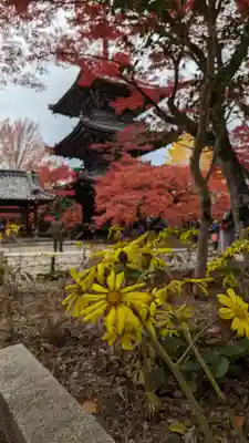 真正極楽寺(真如堂)(京都府)