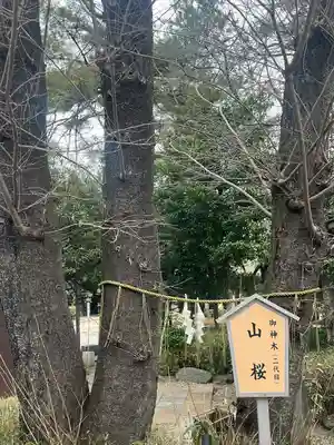 櫻木神社(千葉県)