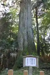 須山浅間神社の自然