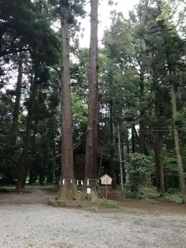 間々田八幡宮の自然