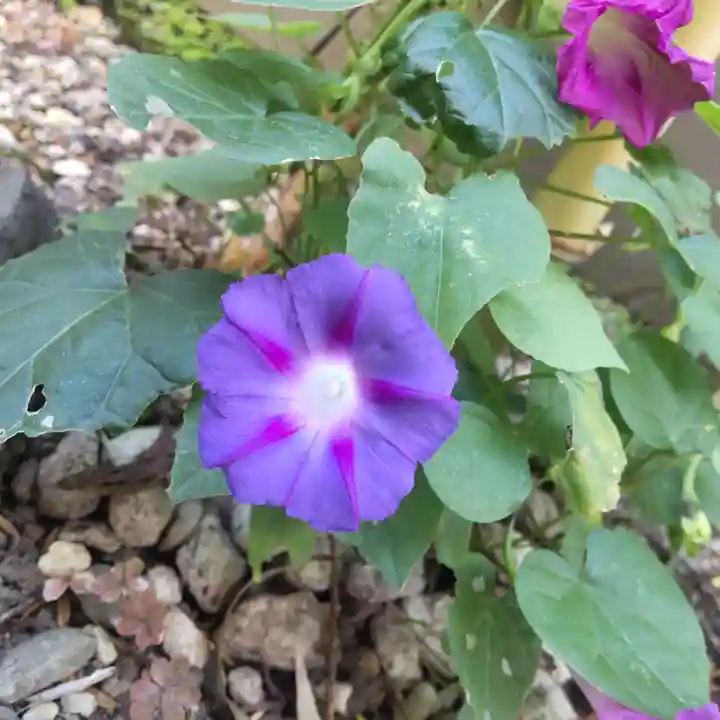 七重浜海津見神社(北海道)