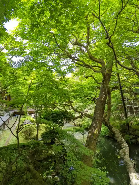 禅林寺(永観堂)の自然