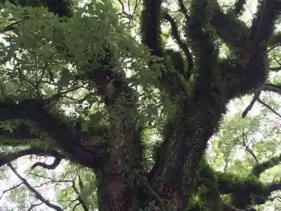 嚴島神社(山口県)