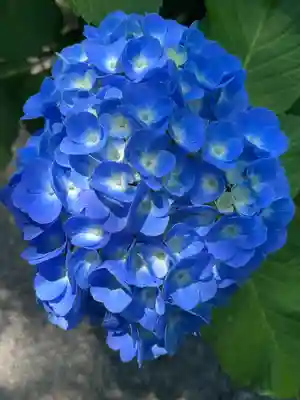 明月院(神奈川県)