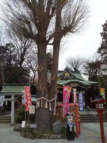 川越八幡宮の自然