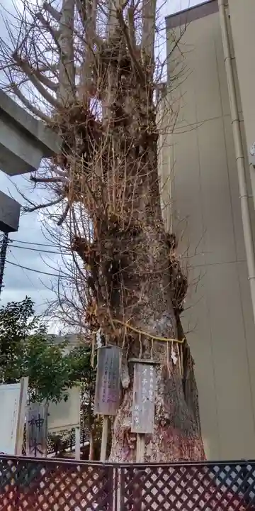 根岸八幡神社の自然