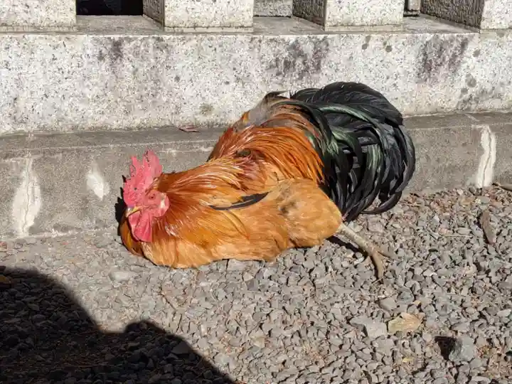 谷保天満宮の動物