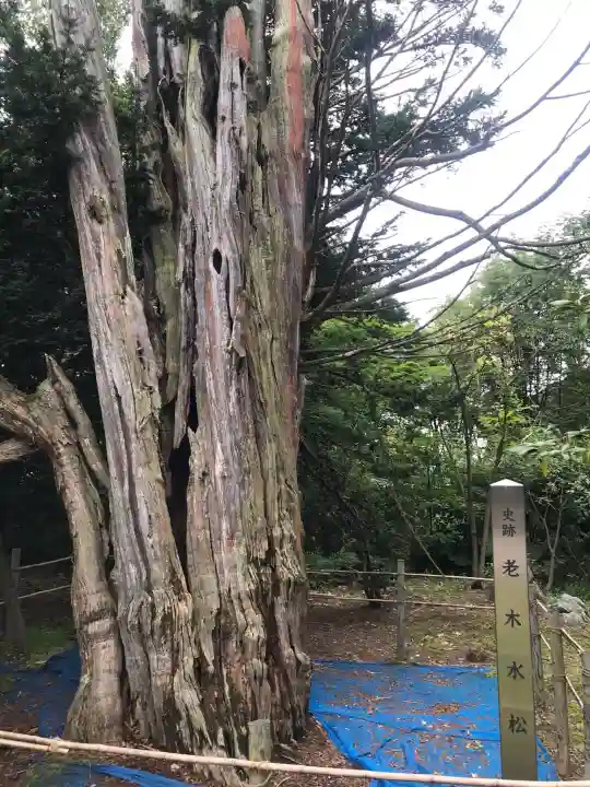 砂川神社の自然