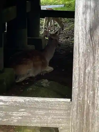 大山阿夫利神社本社の動物