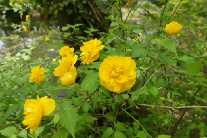半木神社(賀茂別雷神社境外末社)(京都府)
