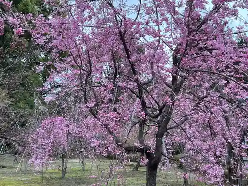 平安神宮(京都府)