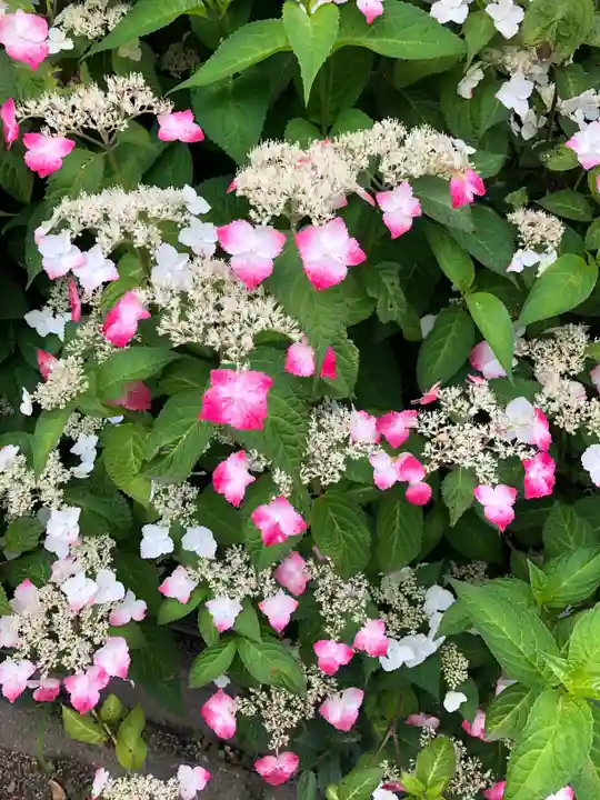 日吉神社の自然