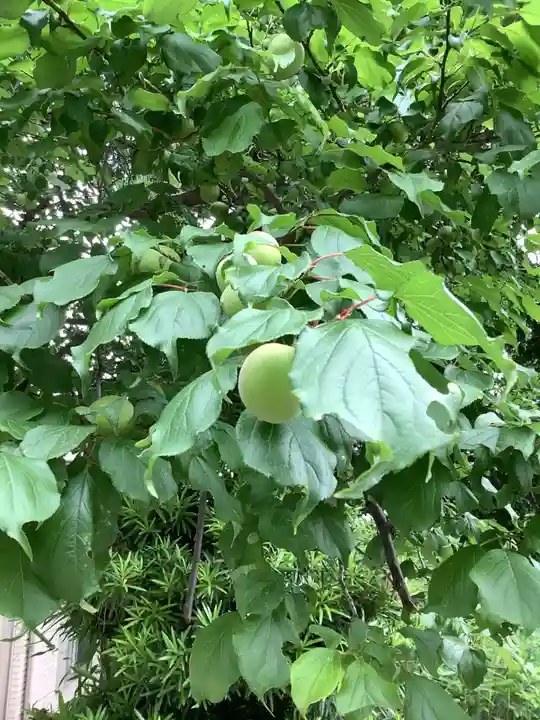 富部神社の自然