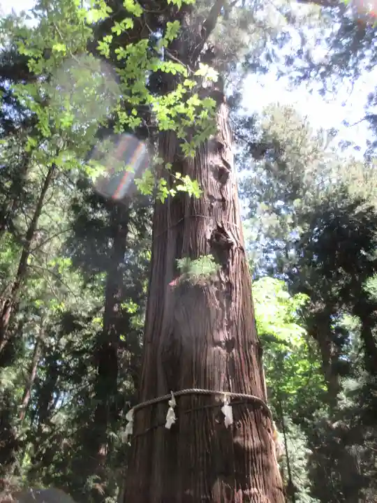 河口浅間神社の自然