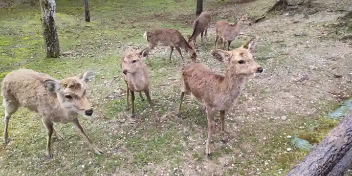 東大寺(奈良県)
