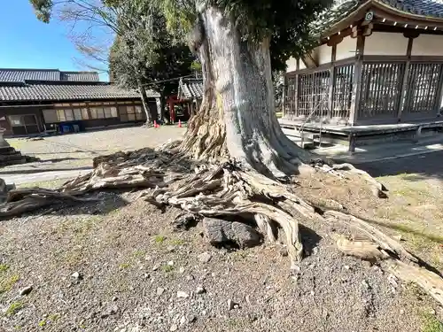 八幡神社の自然