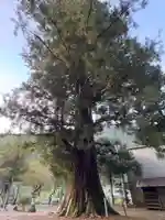 新八幡神社(徳島県)