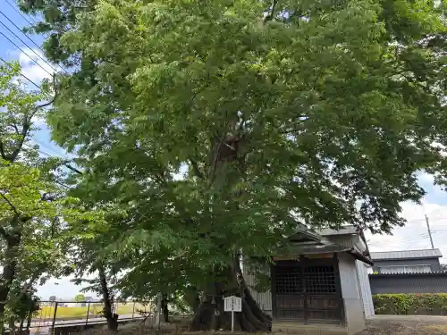大桑神社の{uncategorized: "未分類", other: "その他", undefined: "問題あり", building: "その他建物", grave: "お墓", sacred_gate: "鳥居", guardian: "狛犬", statue: "像", buddha: "仏像", history: "歴史", nature: "自然", garden: "庭園", animal: "動物", pagoda: "塔", temizu: "手水舎", mountain_gate: "山門・神門", sanctuary: "本殿・本堂", subordinate: "末社・摂社", art: "芸術", scenery: "景色", jizo: "地蔵", ema: "絵馬", goshuin: "御朱印", omikuji: "おみくじ", items: "授与品その他", amulet: "お守り", goshuincho: "御朱印帳", eats: "食事", festival: "お祭り", votive_dance: "神楽", shichigosan: "七五三参", wedding: "結婚式", experience: "体験その他", initially: "初詣", around: "周辺", anti_infection: "感染症対策"}