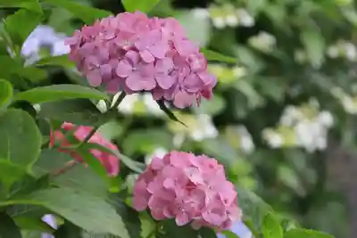 梅宮大社(京都府)