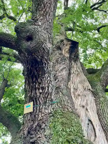 妙雲寺(東京都)