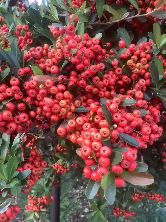 伊奴神社の自然