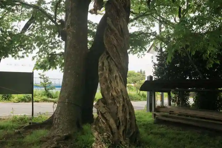 藤稲荷神社の自然