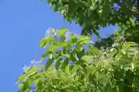 開成山大神宮の自然