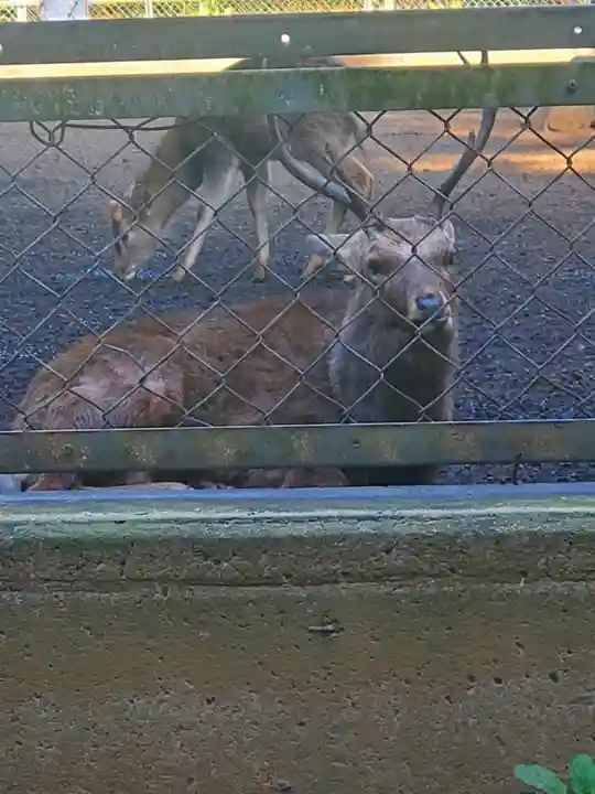 鹿島神宮の動物
