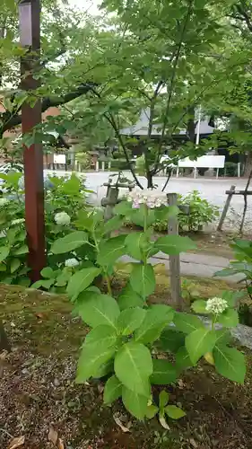 若宮八幡社の自然