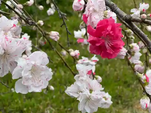 富士山本宮浅間大社の自然