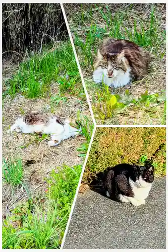 七百餘所神社 の動物